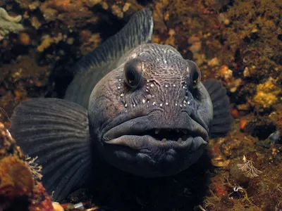 MosCorals - Морская аквариумная рыбка Amphiprion bicinctus / двухполосый  клоун