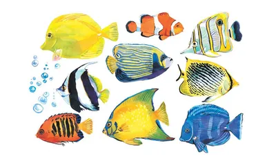 Аквариумы, рыбки и все для них | Разнообразие морских рыбок в наличии в  супермаркете «Аква Лого Университет» | Дзен