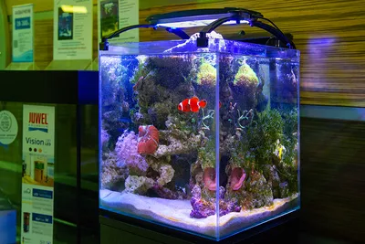 Игрушка Collecta Рыбка-коробка фигурка морского животного купить по цене  312 ₽ в интернет-магазине Детский мир
