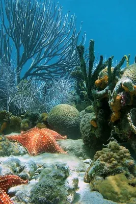 морское дно картинки Красивые картинки морское дно, звезды, корралы. . Фото  обои 320x480 пикселей 8847… | Beautiful sea creatures, Underwater world,  Ocean creatures