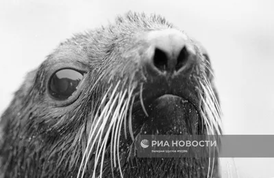 Заплывание морского котика накидки в заливе Hout Стоковое Изображение -  изображение насчитывающей наиболее, больш: 127522929