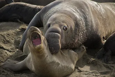 Видео: Как морской слон занимается йогой, выступает в шоу и переезжает в  новый дом