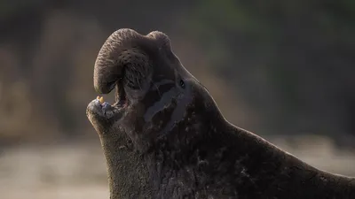 Морской слон против Моржа | Versus - YouTube