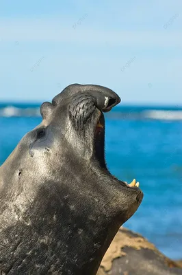 Южный морской слон: интересные факты о животном