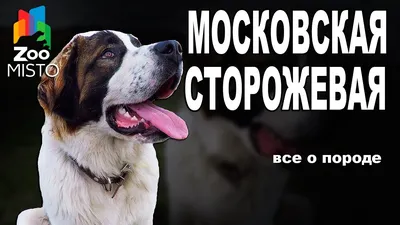 Щенок московской сторожевой, собаки, животные, продажа (купить) купити в  Суми