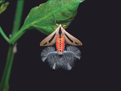 Раскраска Мотылек | Раскраски бабочек. Рисунки бабочек, картинки бабочек