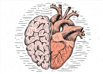 Мозг в сердце – оружие против стресса | Надежда для сердца | Дзен
