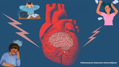 У сердца есть свой мозг