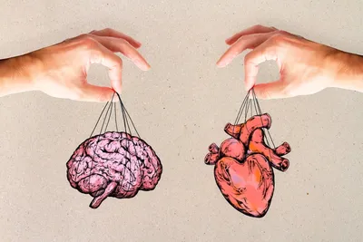Симфония органов. Ученые обнаружили прочную связь между нашим мозгом и  сердцем. Читайте на UKR.NET