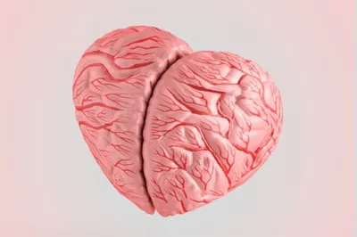 Сердца И Головного Мозга — стоковые фотографии и другие картинки Мозг - Мозг,  Весы, Масштаб - iStock