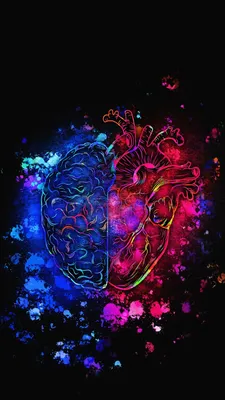 Человеческий мозг и сердце на белой предпосылке Иллюстрация штока -  иллюстрации насчитывающей медицинско, сердце: 68526141
