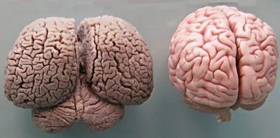 Ученые выяснили, что человеческий мозг может «путешествовать во времени» -  Газета.Ru | Новости