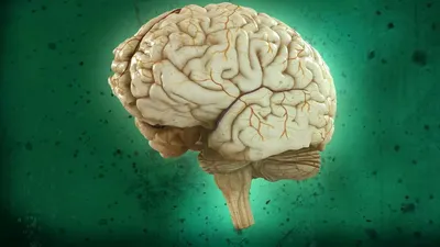 Может ли ваш мозг на самом деле «заполниться»? - Hi-News.ru