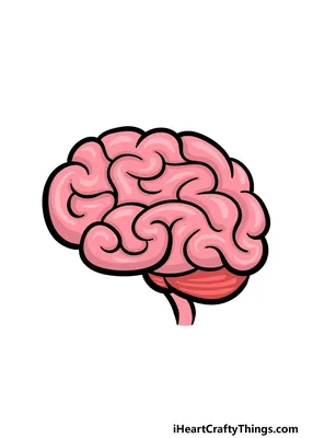 У меня мозг сломался!» Почему так бывает и как его починить? Объясняет —  когнитивный невролог | Sobaka.ru