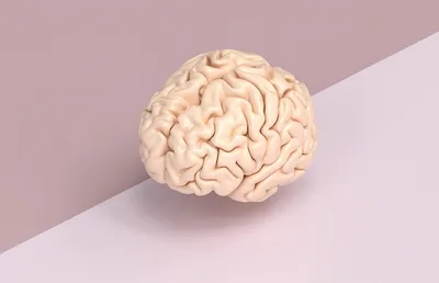 Обнаружен участок мозга, ответственный за уникальность человека