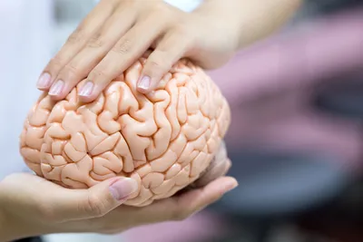 Мозг человека: строение, функции и способы сохранить его здоровье