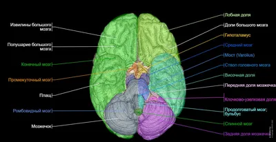 644 661 рез. по запросу «Мозг человека» — изображения, стоковые фотографии,  трехмерные объекты и векторная графика | Shutterstock