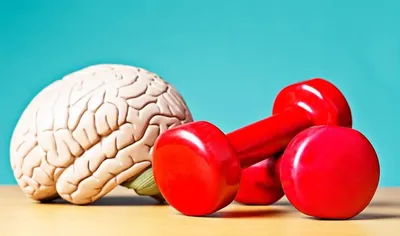 Головной мозг MPT 3D : нормальная анатомия | e-Anatomy