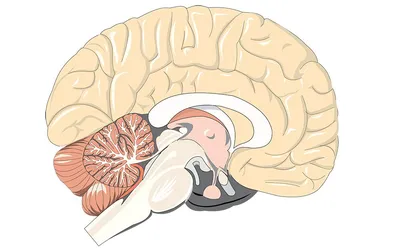 Головной мозг человека 3D модель - Скачать Анатомия на 3DModels.org