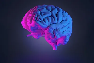 Все о мозге: что мы знаем о нем и как собираемся изучать дальше
