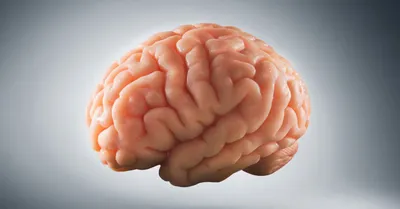 Видеокурс «Здравствуй, мозг! Как научиться учиться»