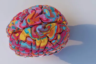 Модель мозга человека анатомическая, Learning Resources купить в Москве,  Зеленограде, России за 3 870,30 руб. | ВашимДетям.рф