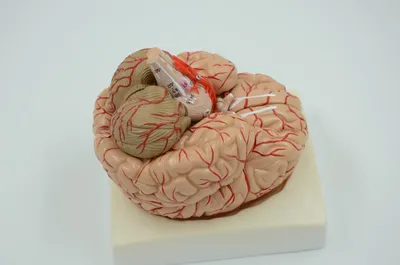 Мозг арт - 63 фото