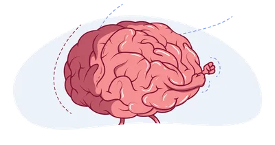 Человек управляет мозгом или мозг человеком: отвечает учёный — Ferra.ru