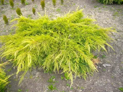 Купить Можжевельник чешуйчатый Блю Карпет Juniperus squamata Blue Carpet -  в питомнике Флорини