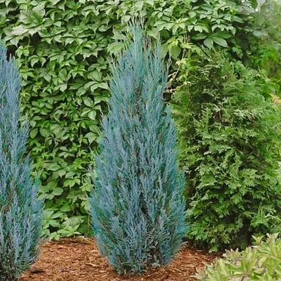 Можжевельник Лайм Глоу С5, (Juniperus Lime Glow) | САД ПОЛТАВИ