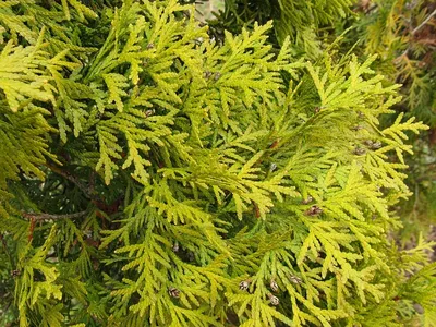 Можжевельник китайский Обелиск Juniperus chinensis \"Obelisk\" купить в  Москве саженцы из питомника Greenpoint24