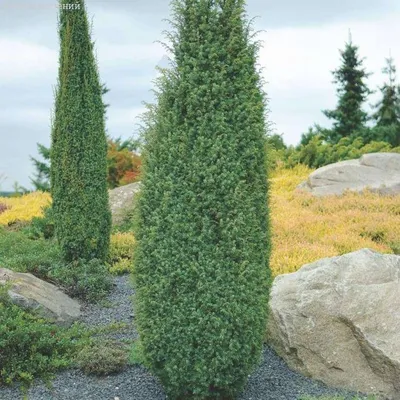 Можжевельник обыкновенный Хиберника ( Juniperus communis Hibernica ) -  купить в Киеве и области, справедливая цена - Green Garth (Грин Гарт)