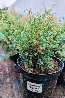 Можжевельник обыкновенный Репанда Juniperus communis Repanda Купить в СПб
