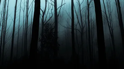 Скачать 1920x1080 лес, туман, деревья, мрачный, ночь обои, картинки full hd,  hdtv, fhd, 1080p