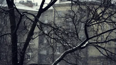 Trees dark gloomy fog road. Мрачные фотографии, Эстетика, Туман, HD phone  wallpaper | Peakpx