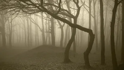 Скачать 1920x1080 лес, туман, олень, чб, мрачный обои, картинки full hd,  hdtv, fhd, 1080p