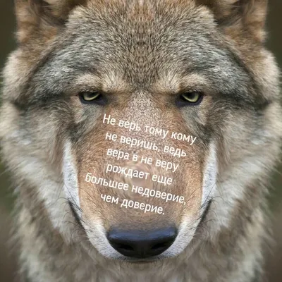 Мудрость волка
