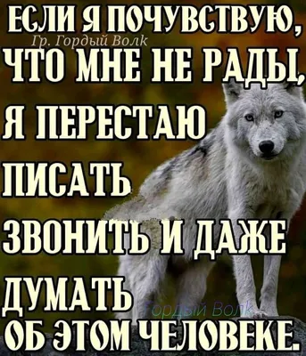 Цитаты волка часть 5\" | Анатолий Сергеев | Дзен