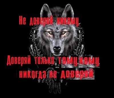 Мудрость Волка 2024 | ВКонтакте