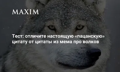 Как цитаты одиноких волков продвигали сериал «Стая» от more.tv