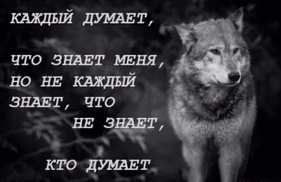 Мудрость волка: Вадим учится отличать правду и ложь» — создано в Шедевруме