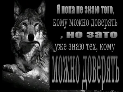 Цитаты волка\" | Анатолий Сергеев | Дзен