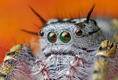 Как выглядит муха под микроскопом? | КТО?ЧТО?ГДЕ?