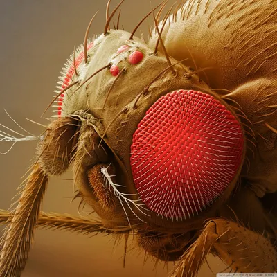 Лапка мухи • Елена Наймарк • Научная картинка дня на «Элементах» • Биология