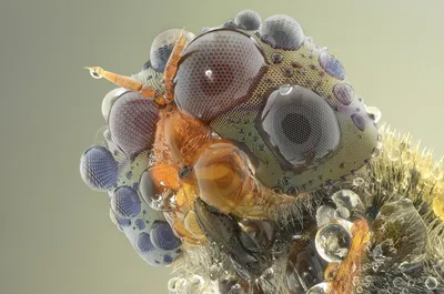 Муха под микроскопом» — создано в Шедевруме