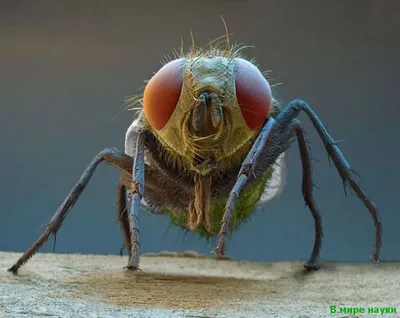 Рот мухи под микроскопом | Пикабу