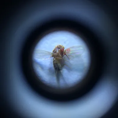Рот мухы комнатной под микроскопом Стоковое Изображение - изображение  насчитывающей рот, деталь: 49624509
