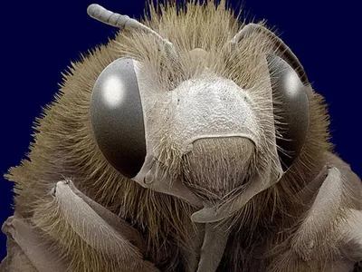 Удивительная картина открылась ученым, которые рассмотрели под микроскопом  всосавшегося комара - KP.RU