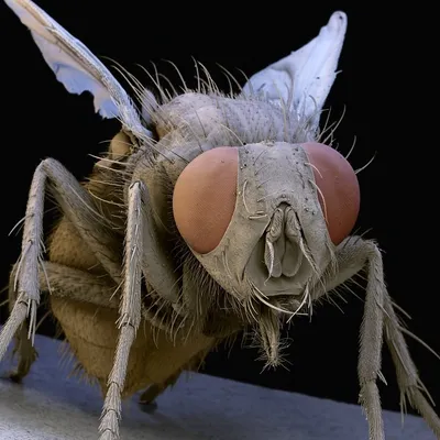 Муха цц под микроскопом, детальное …» — создано в Шедевруме