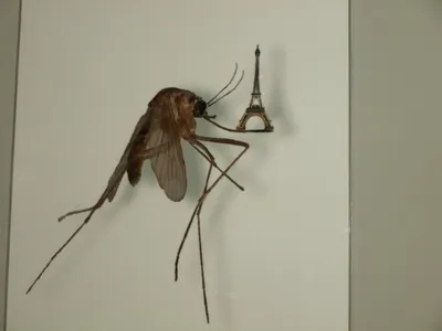 Тайны насекомых под микроскопом |антикафе «Жучки-паучки»